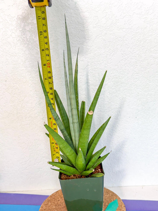 Sansevieria Thunder Stream (xL1) (g) | Sale