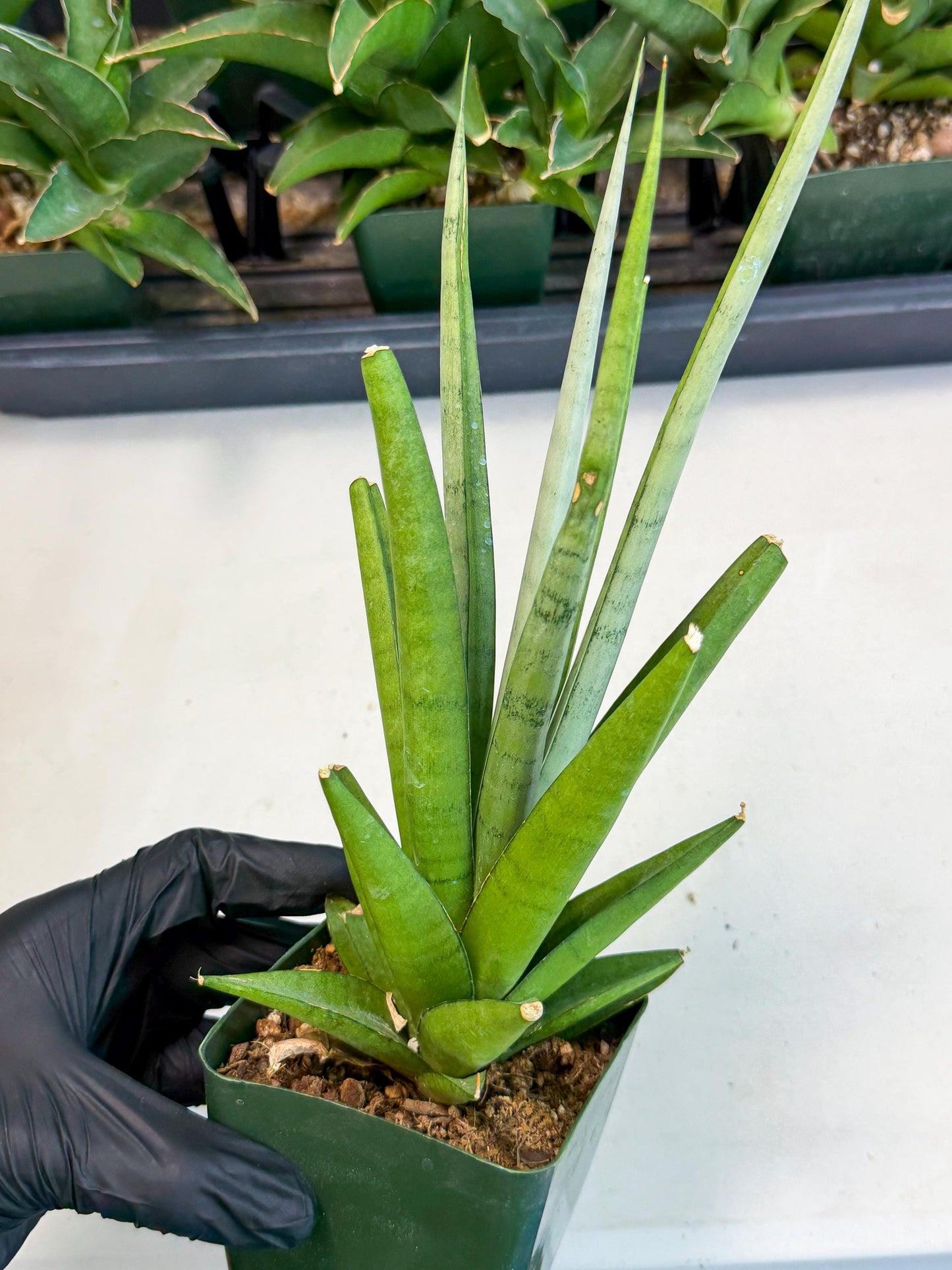 Sansevieria Thunder Stream (xL1) (4) | Sale