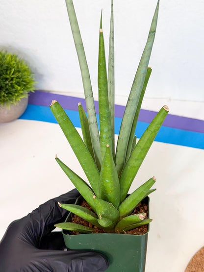 Sansevieria Thunder Stream (xL1) (4) | Sale