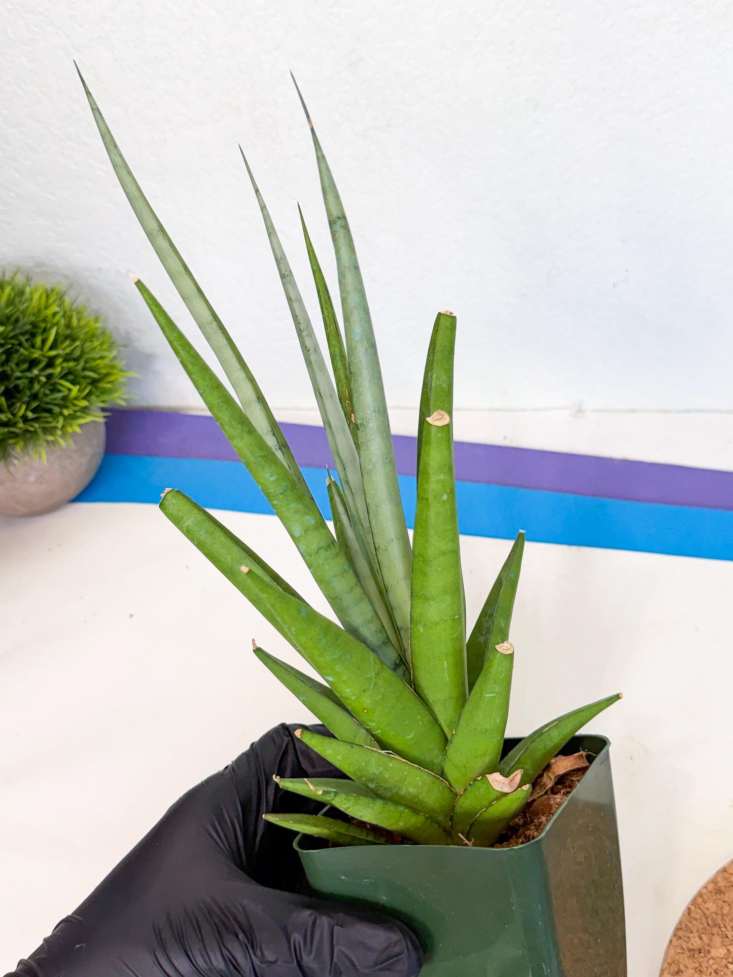 Sansevieria Thunder Stream (xL1) (4) | Sale