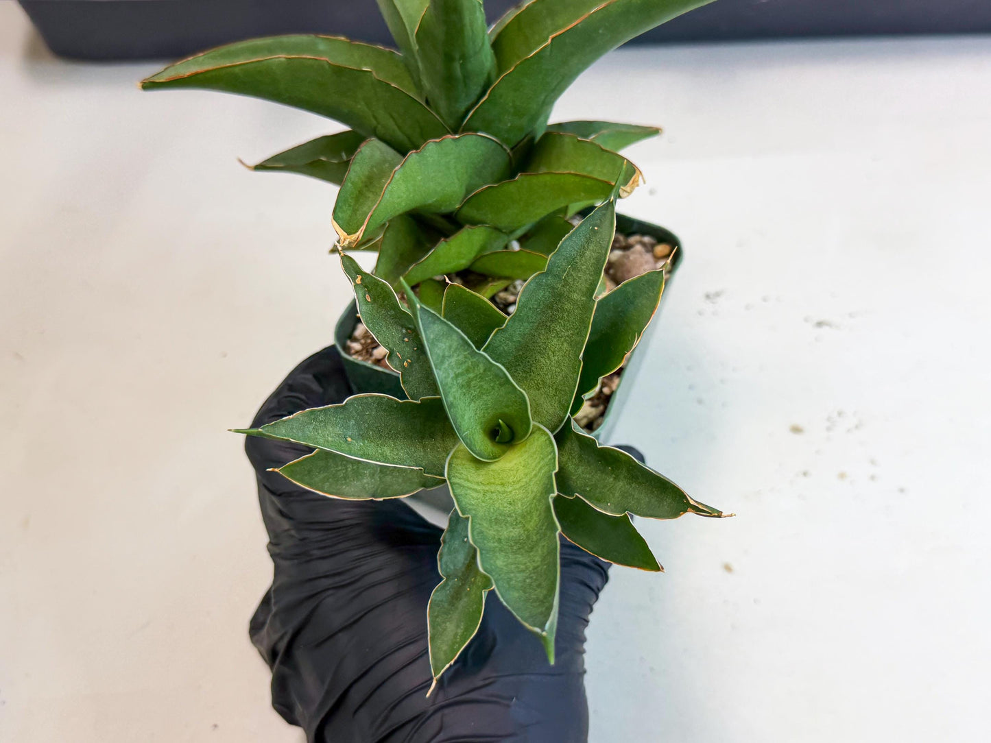 Sansevieria Maya (XL1) (9) | sale