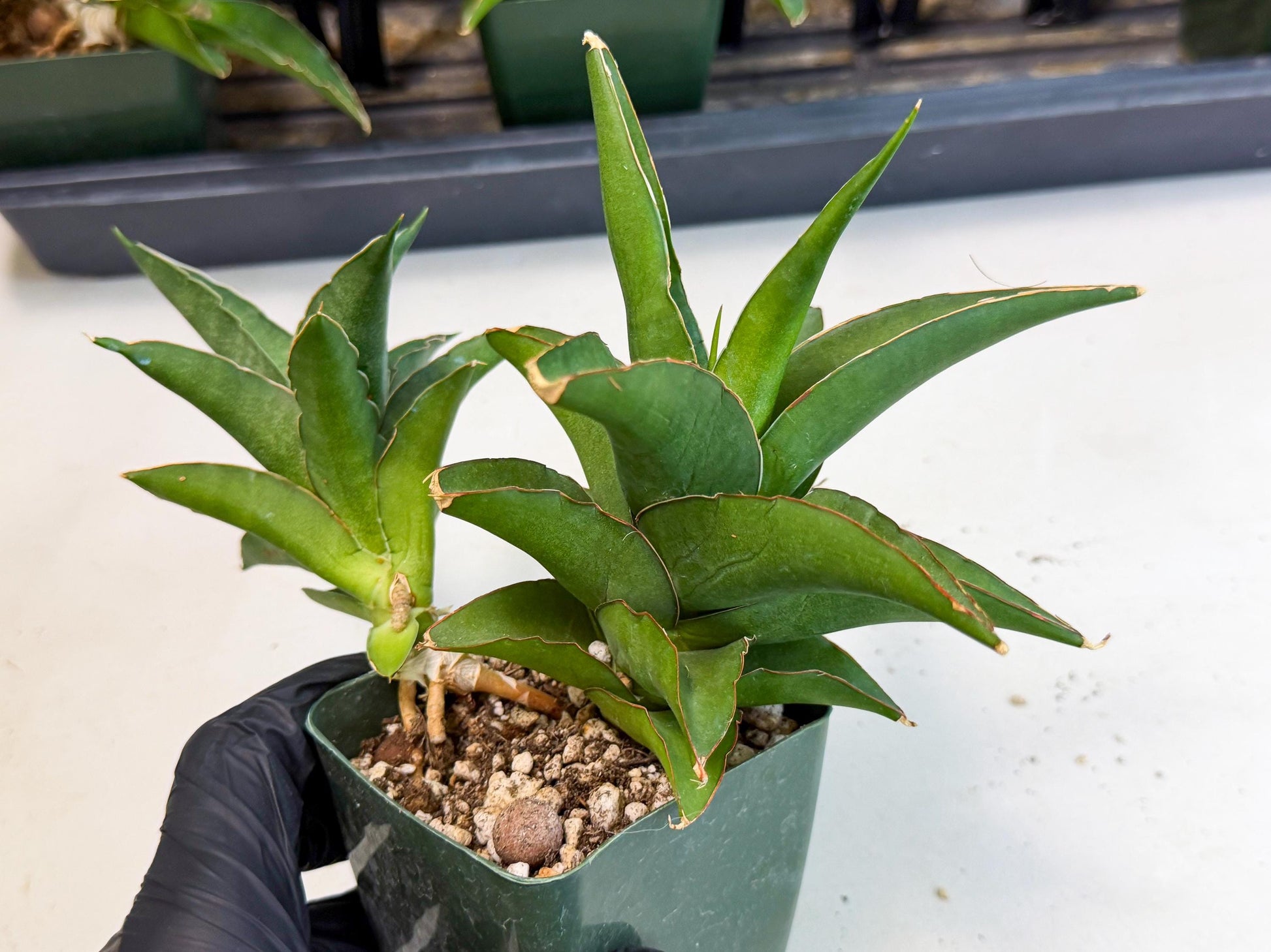 Sansevieria Maya (XL1) (9) | sale