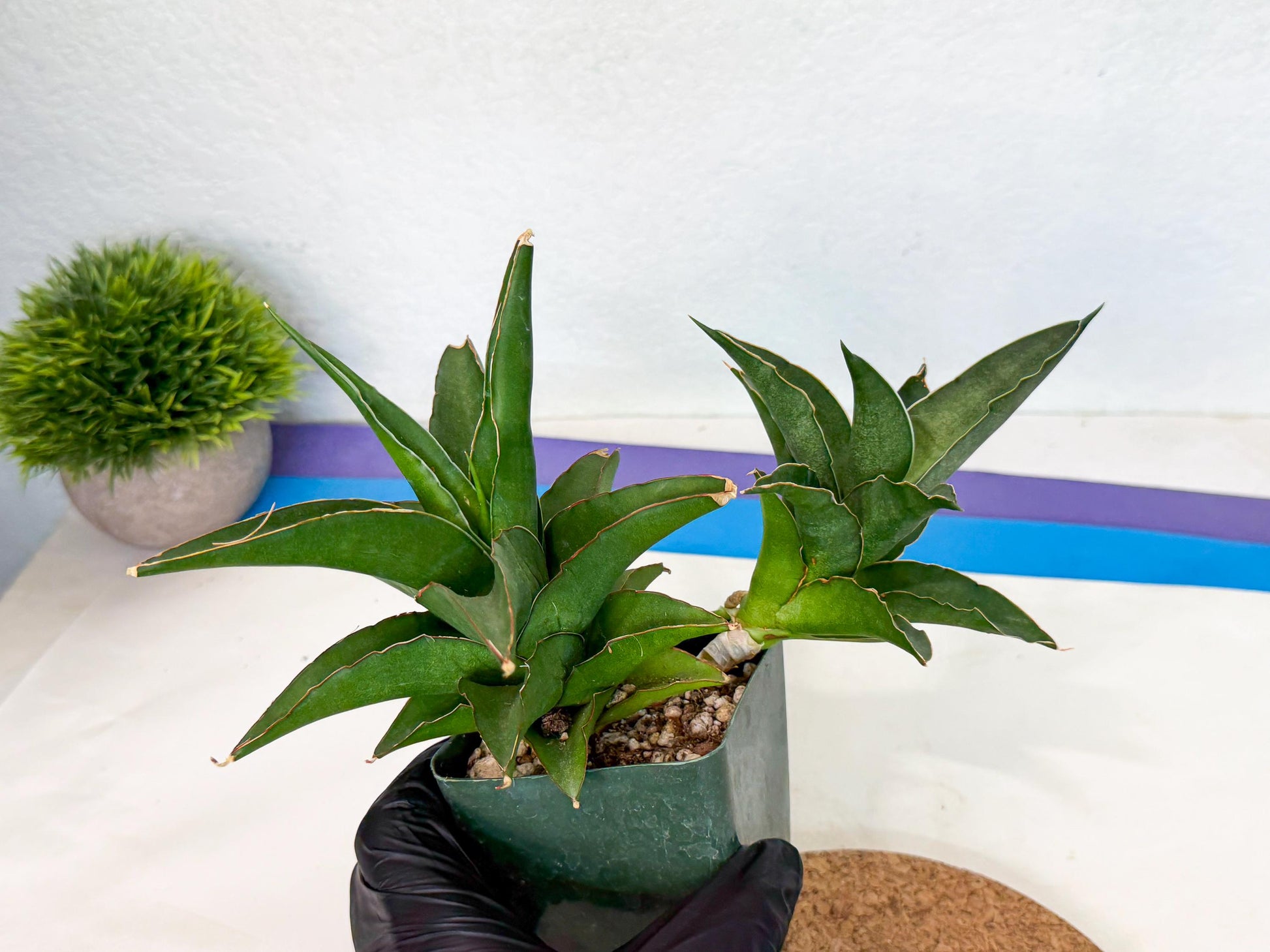 Sansevieria Maya (XL1) (9) | sale