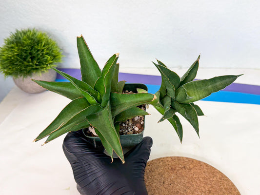 Sansevieria Maya (xL1) (16) | sale