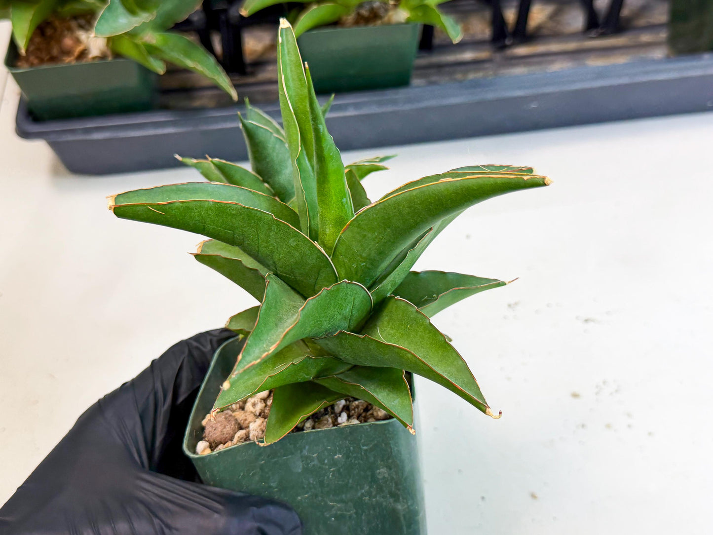 Sansevieria Maya (XL1) (9) | sale