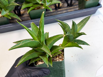 Sansevieria Maya (XL1) (9) | sale