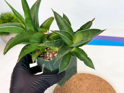 Sansevieria Maya (XL1) (9) | sale