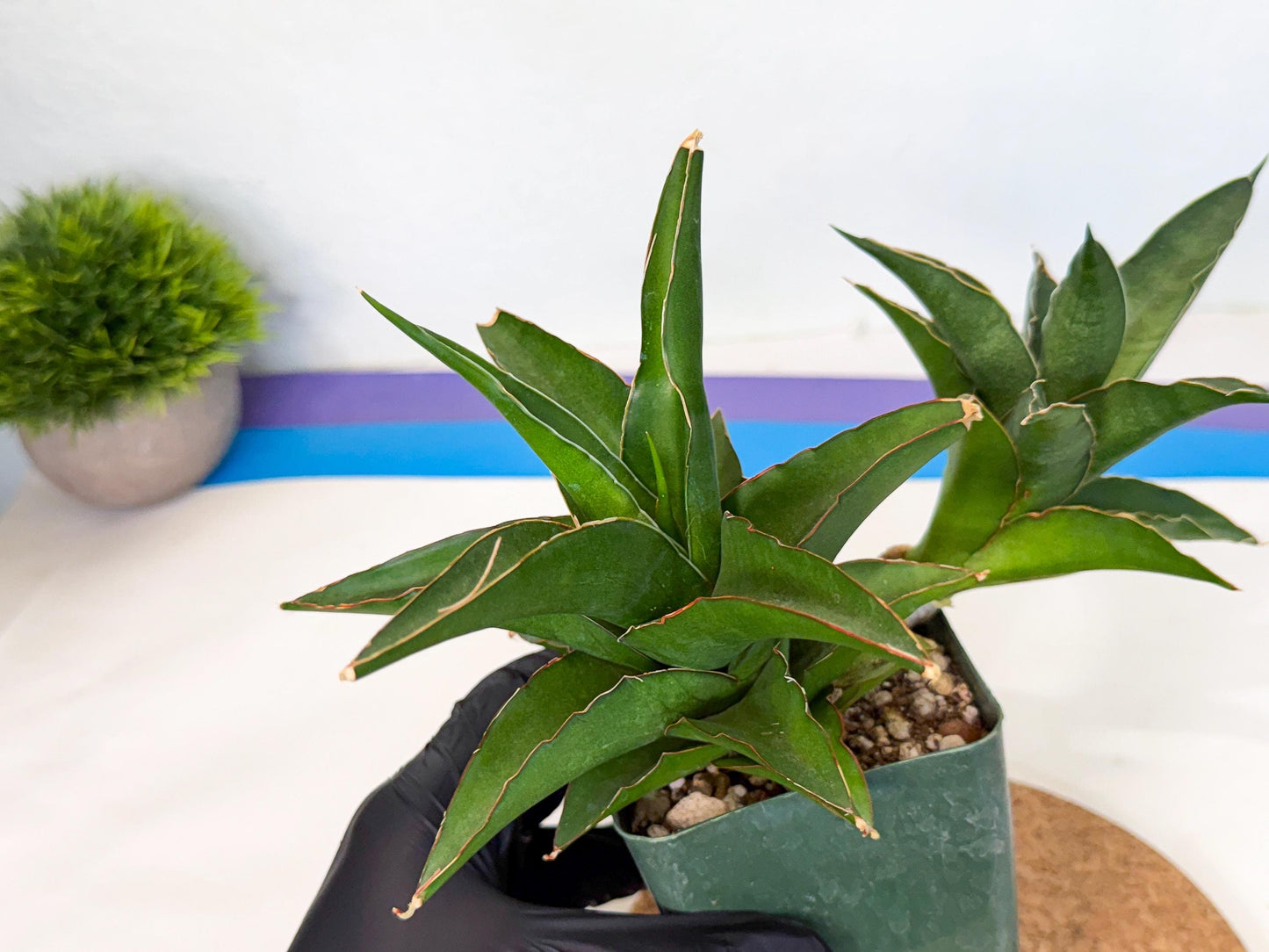 Sansevieria Maya (XL1) (9) | sale