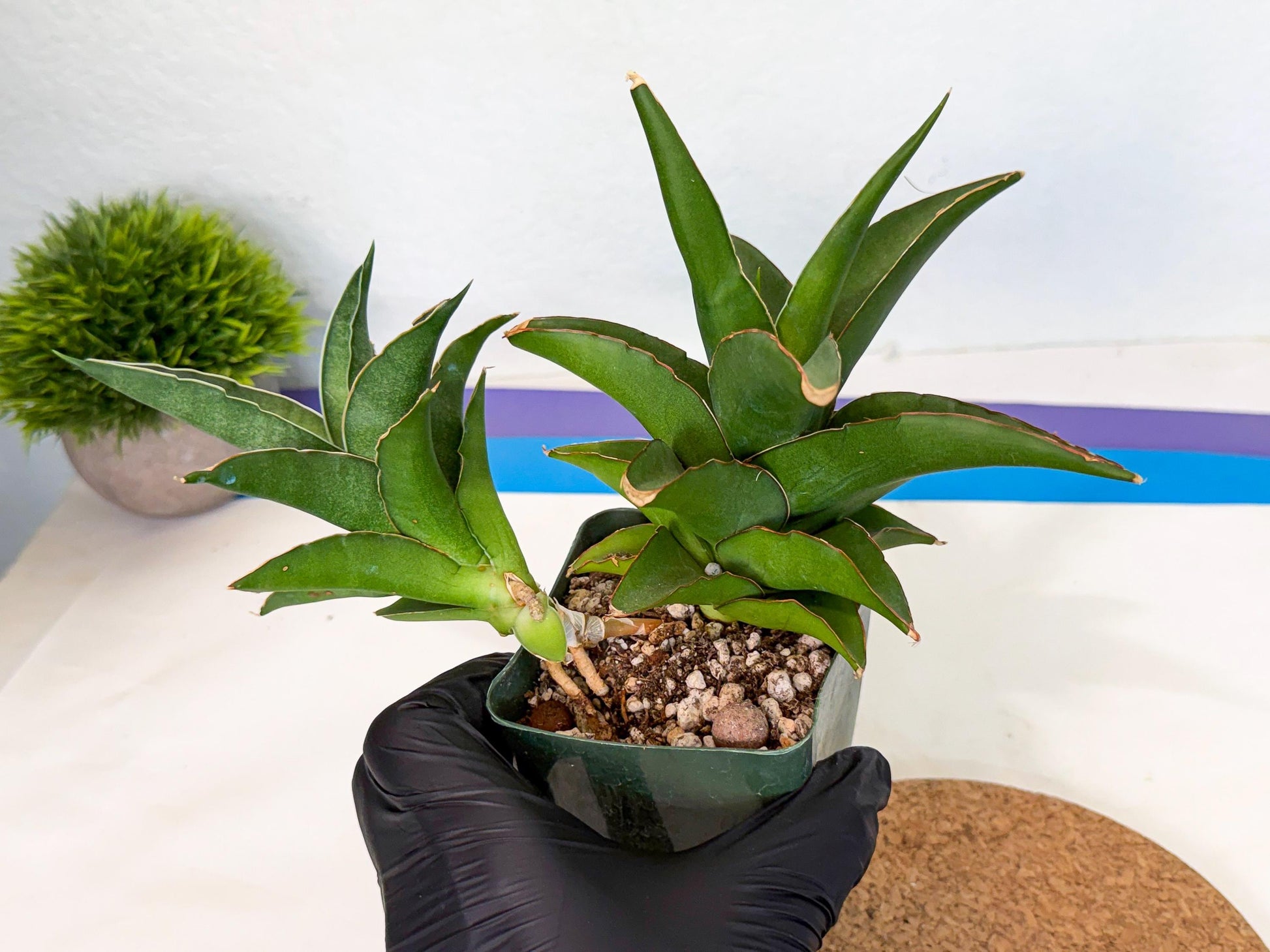 Sansevieria Maya (XL1) (9) | sale