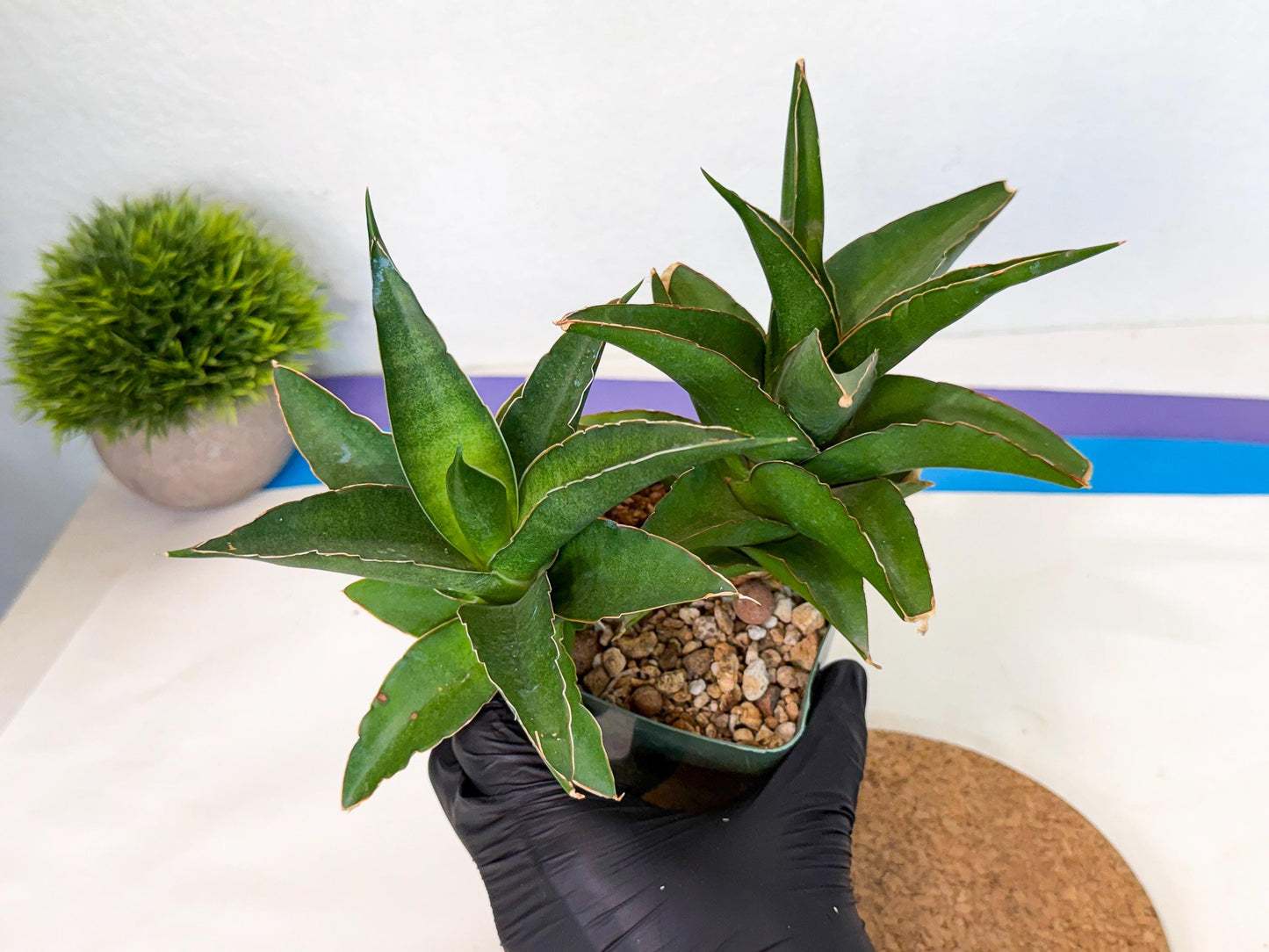 Sansevieria Maya (xL1) (18) | sale