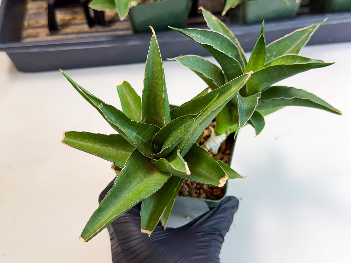 Sansevieria Maya (xL1) (18) | sale