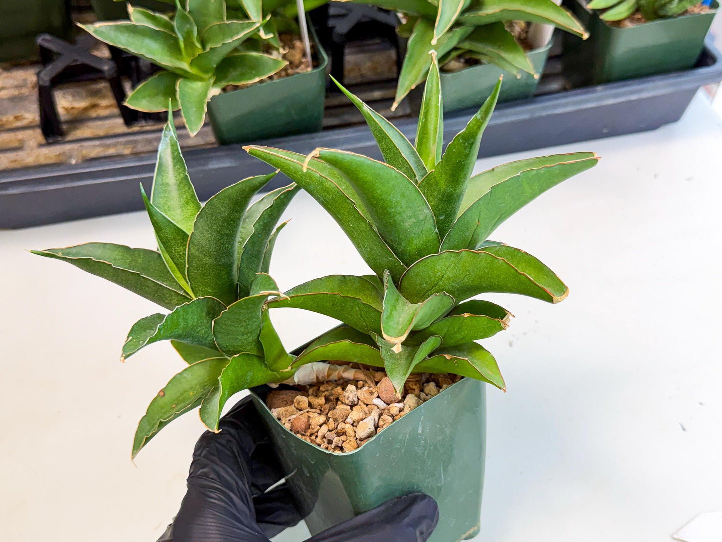 Sansevieria Maya (xL1) (18) | sale