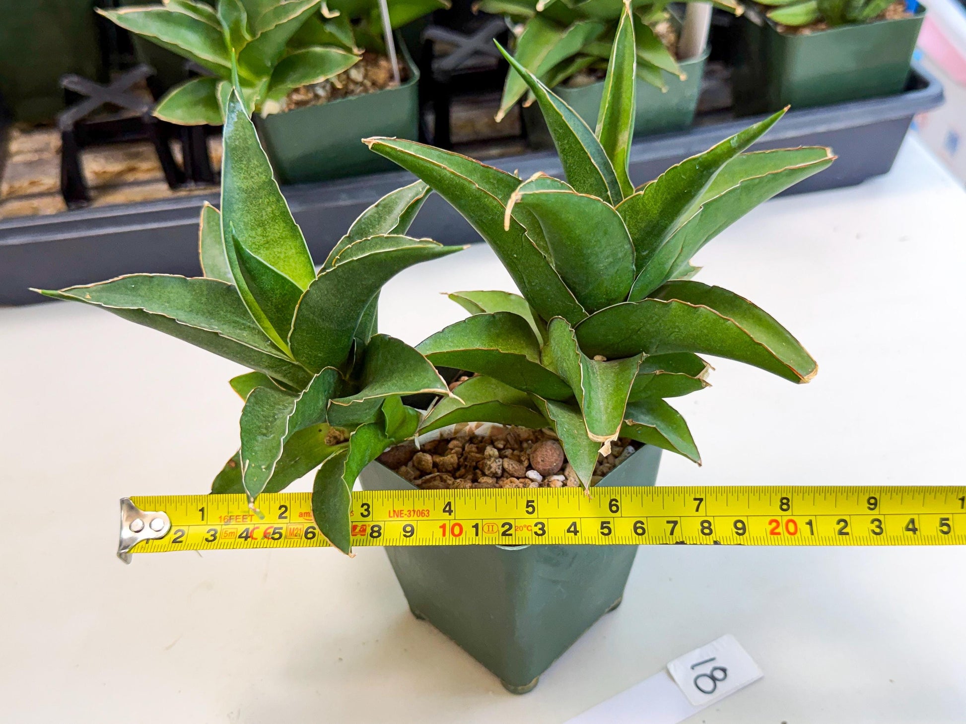 Sansevieria Maya (xL1) (18) | sale
