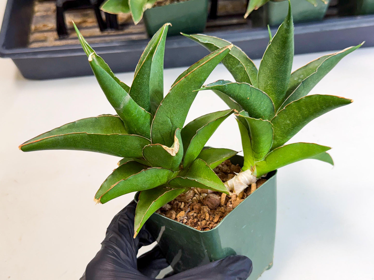 Sansevieria Maya (xL1) (18) | sale
