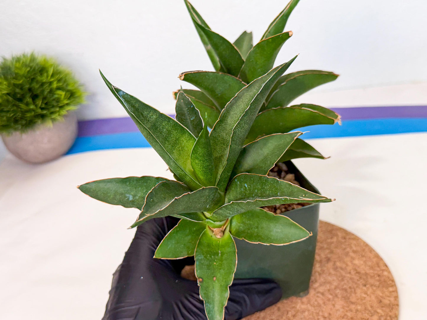 Sansevieria Maya (xL1) (18) | sale