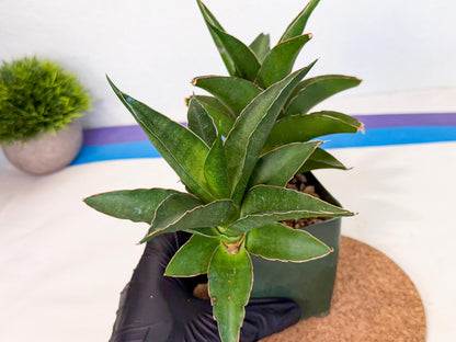 Sansevieria Maya (xL1) (18) | sale
