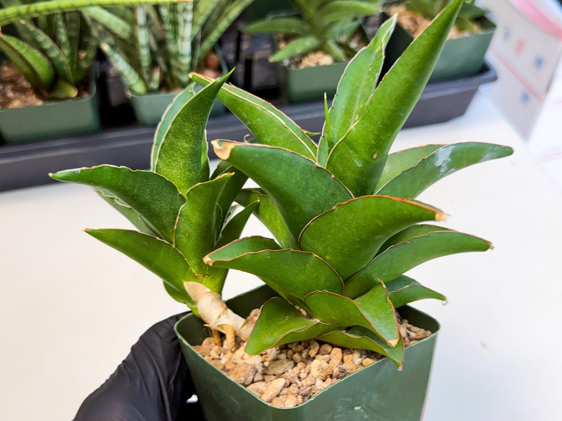 Sansevieria Maya (xL2) (p) | sale