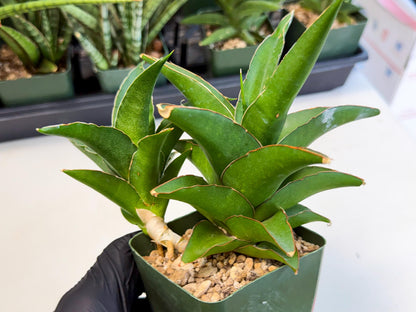 Sansevieria Maya (xL2) (p) | sale