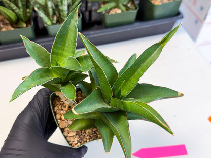 Sansevieria Maya (xL2) (p) | sale