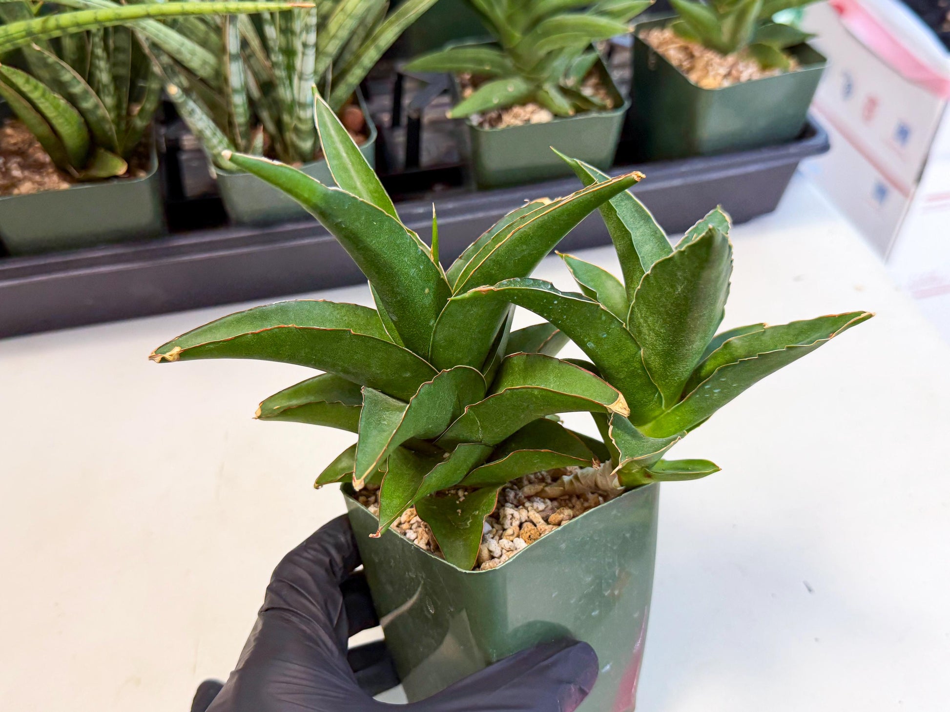Sansevieria Maya (xL2) (p) | sale