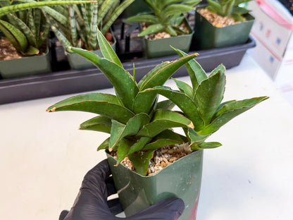 Sansevieria Maya (xL2) (p) | sale