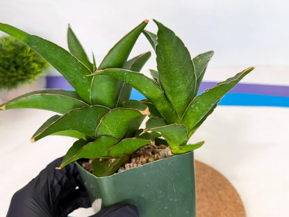 Sansevieria Maya (xL2) (p) | sale