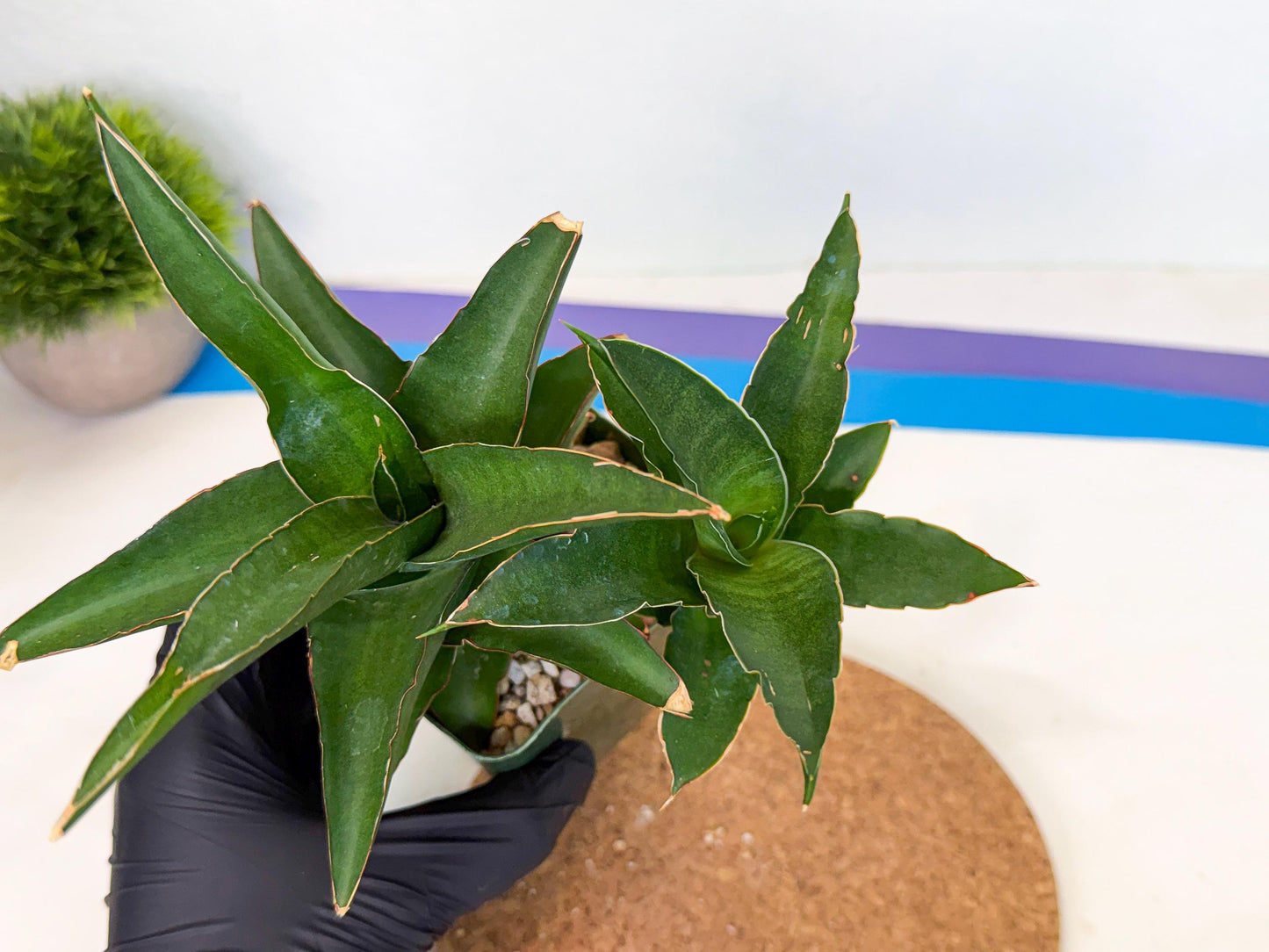 Sansevieria Maya (xL2) (p) | sale