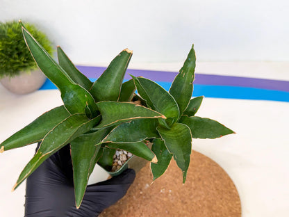 Sansevieria Maya (xL2) (p) | sale