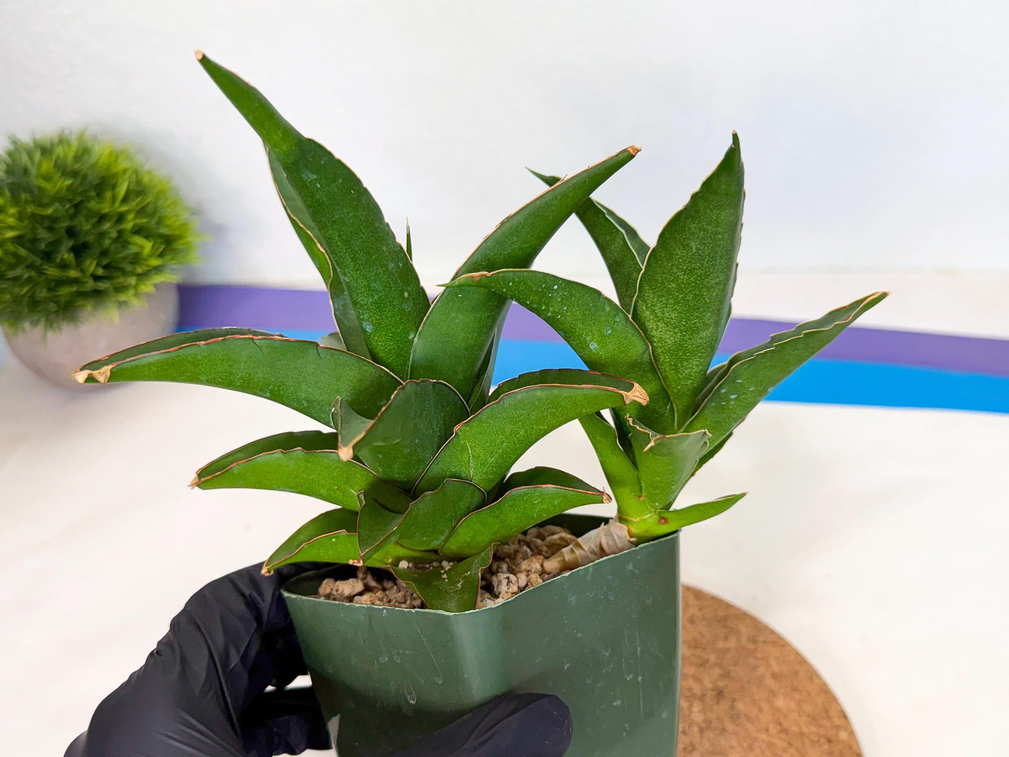 Sansevieria Maya (xL2) (p) | sale