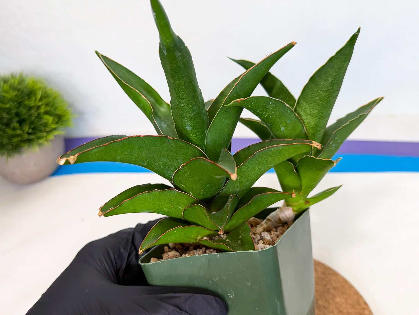 Sansevieria Maya (xL2) (p) | sale