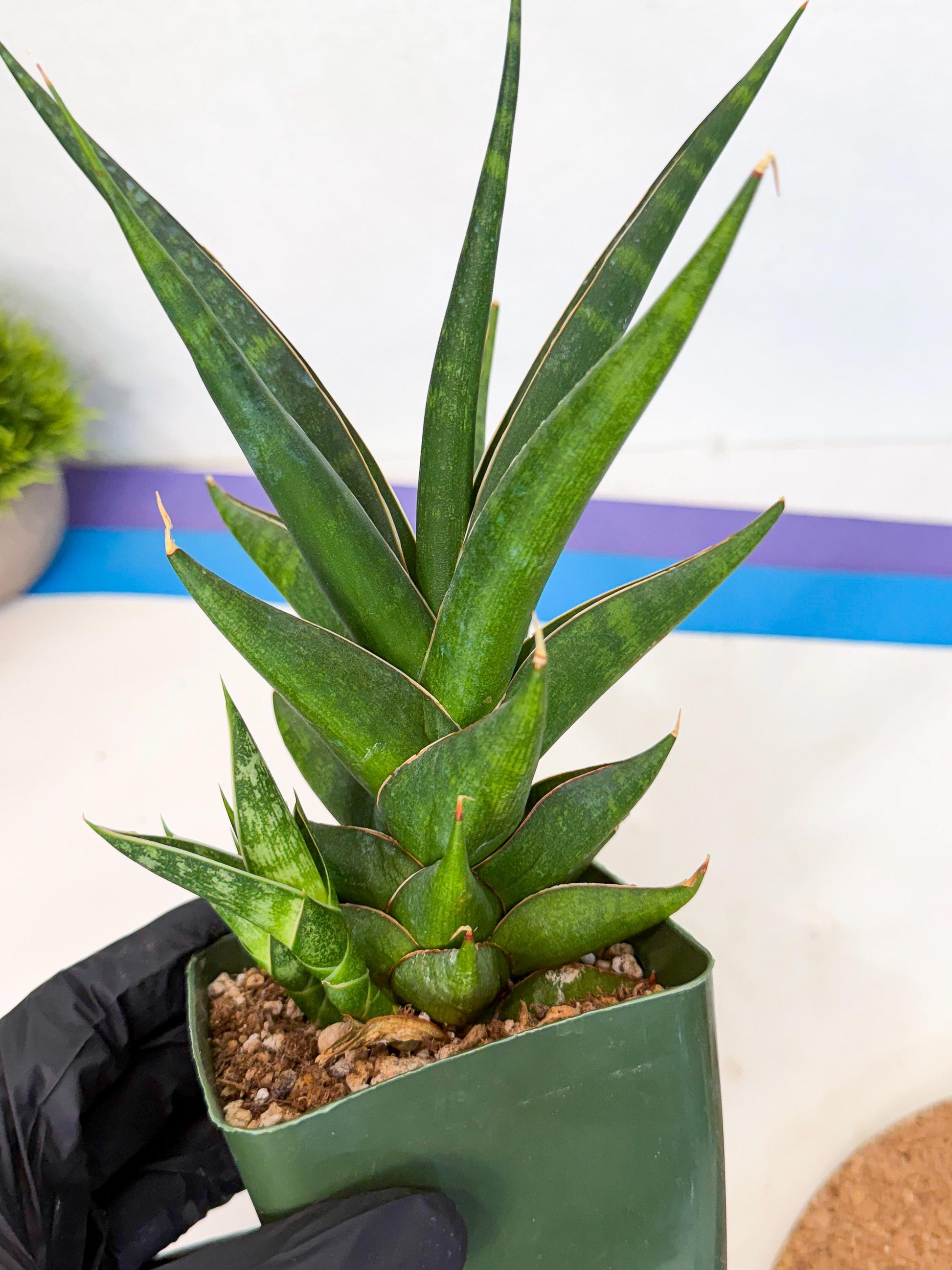 Sansevieria Prabu (xl2) (b) | Rare Snake Plant