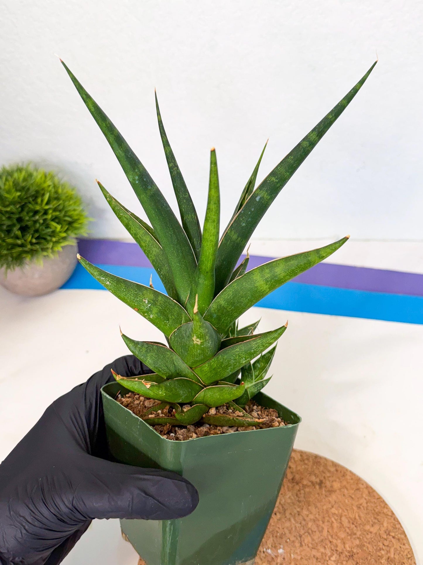 Sansevieria Prabu (xl2) (b) | Rare Snake Plant