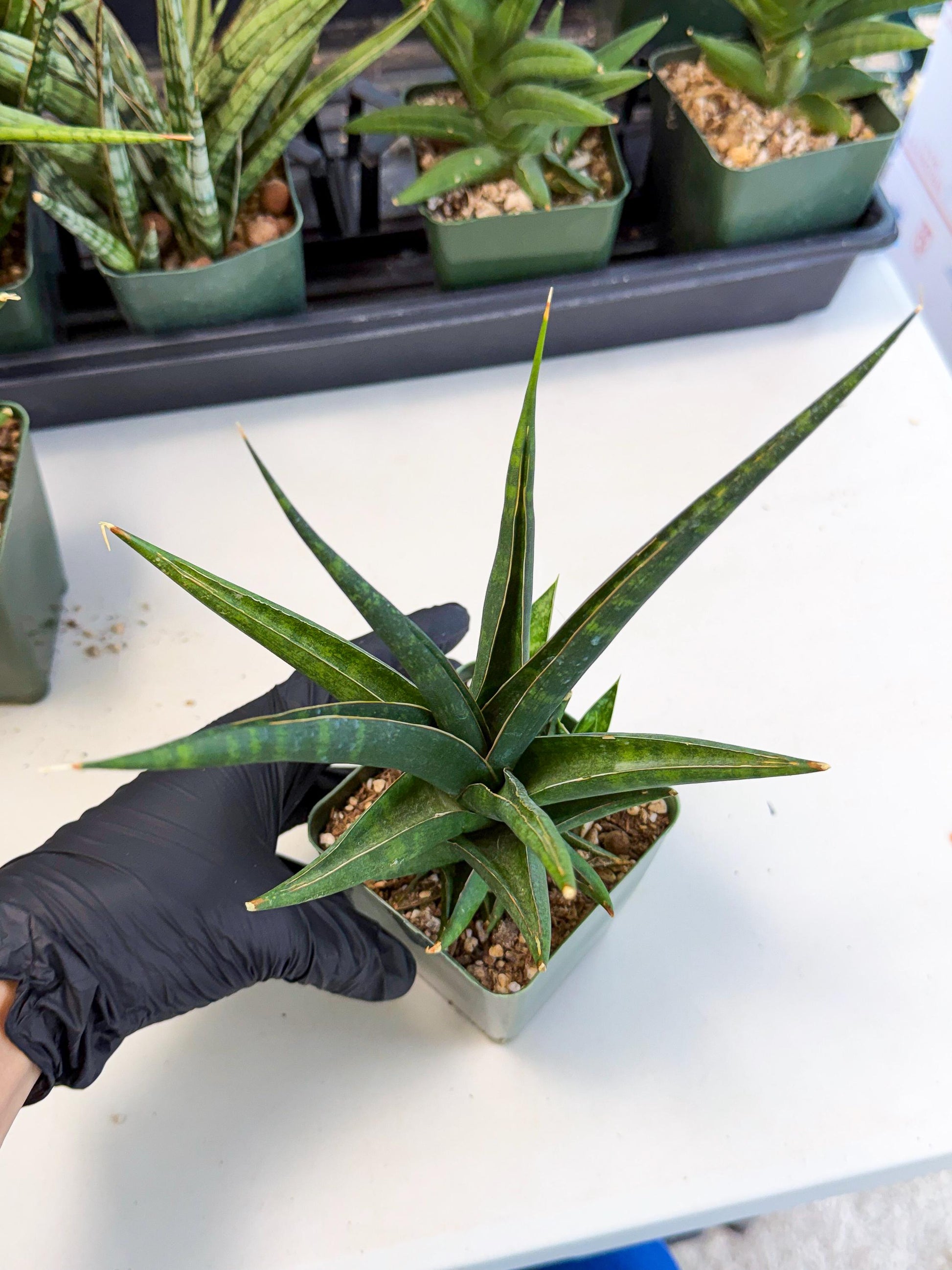 Sansevieria Prabu (xl2) (b) | Rare Snake Plant