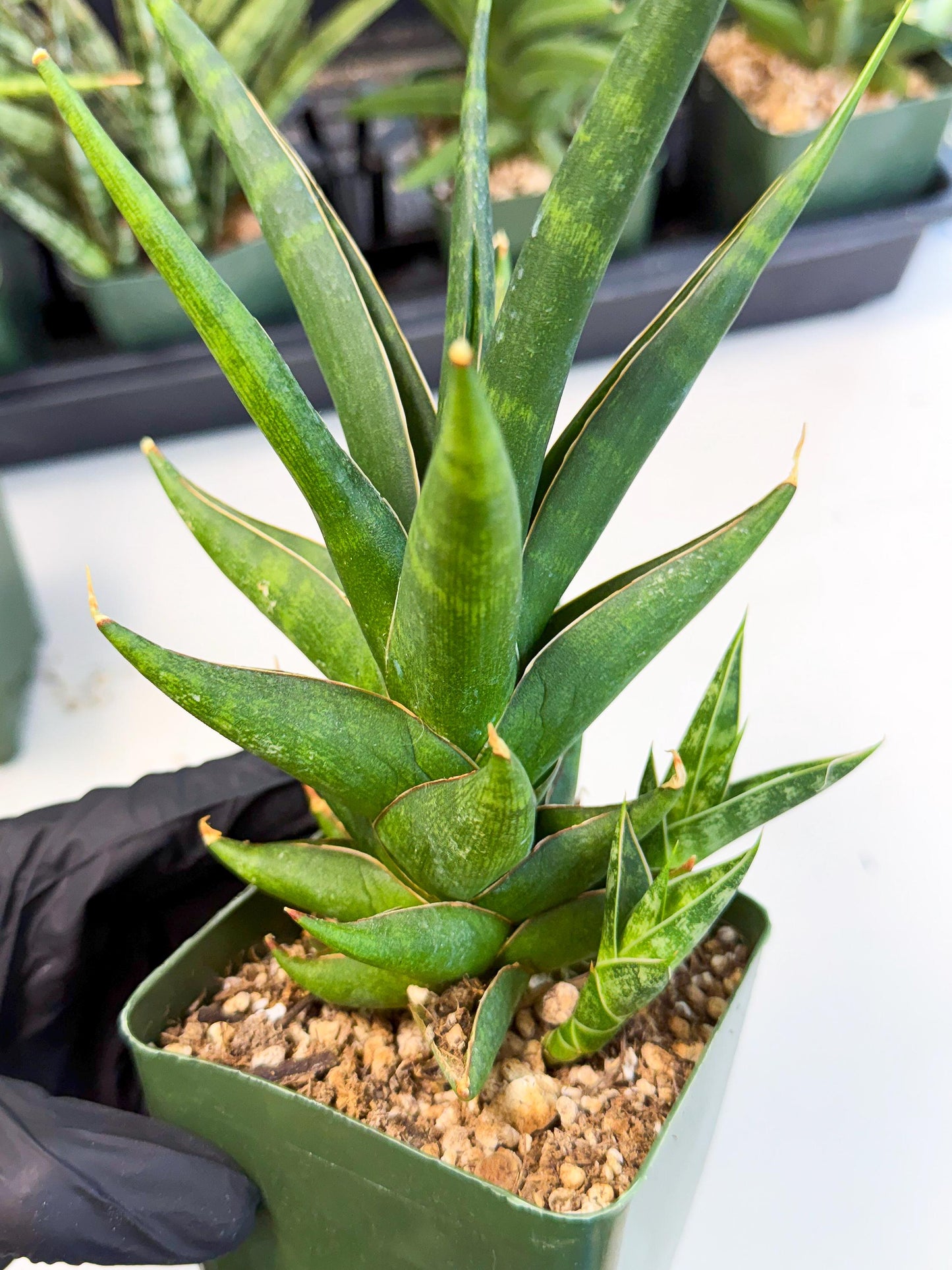 Sansevieria Prabu (xl2) (b) | Rare Snake Plant