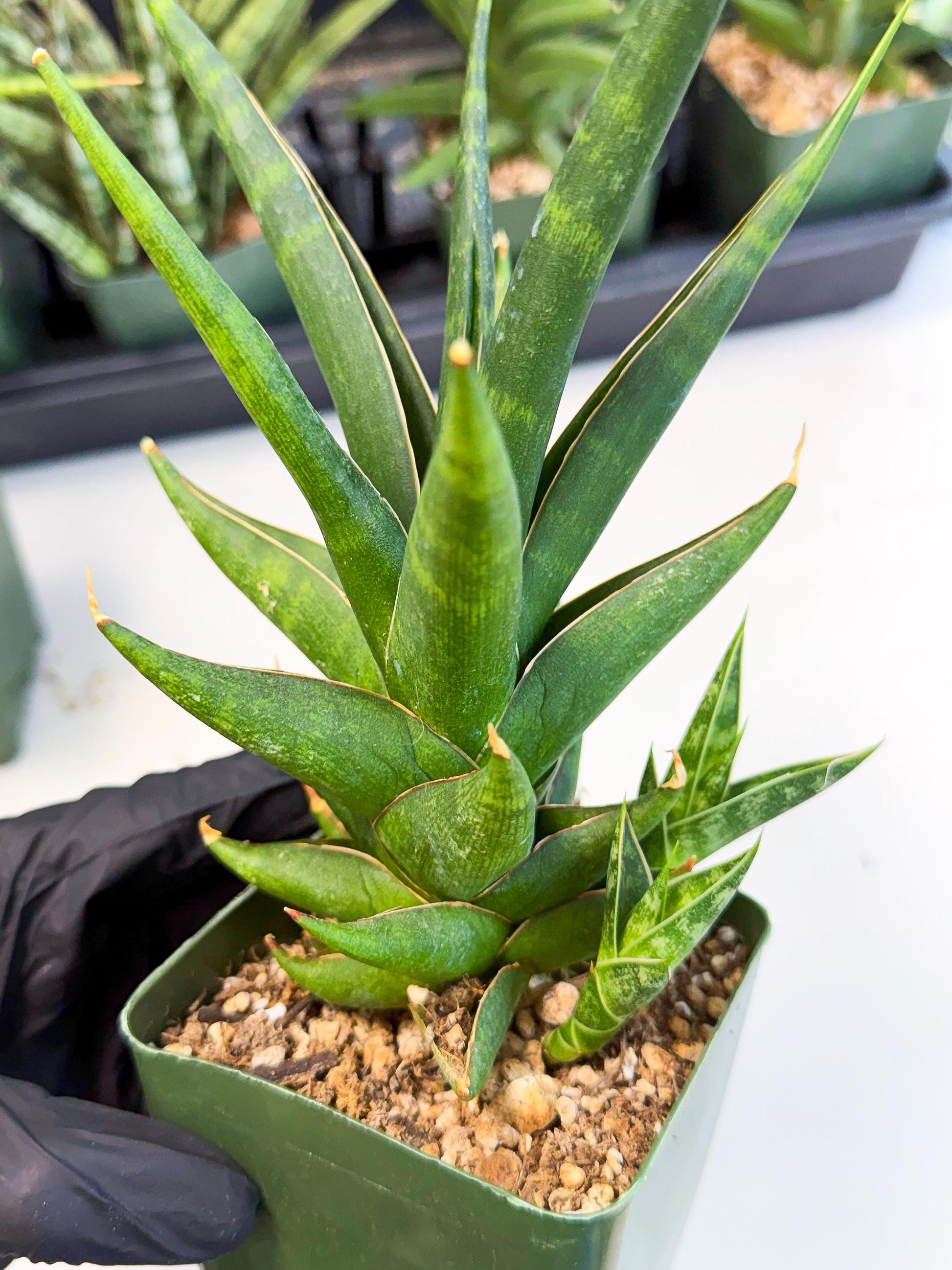 Sansevieria Prabu (xl2) (b) | Rare Snake Plant