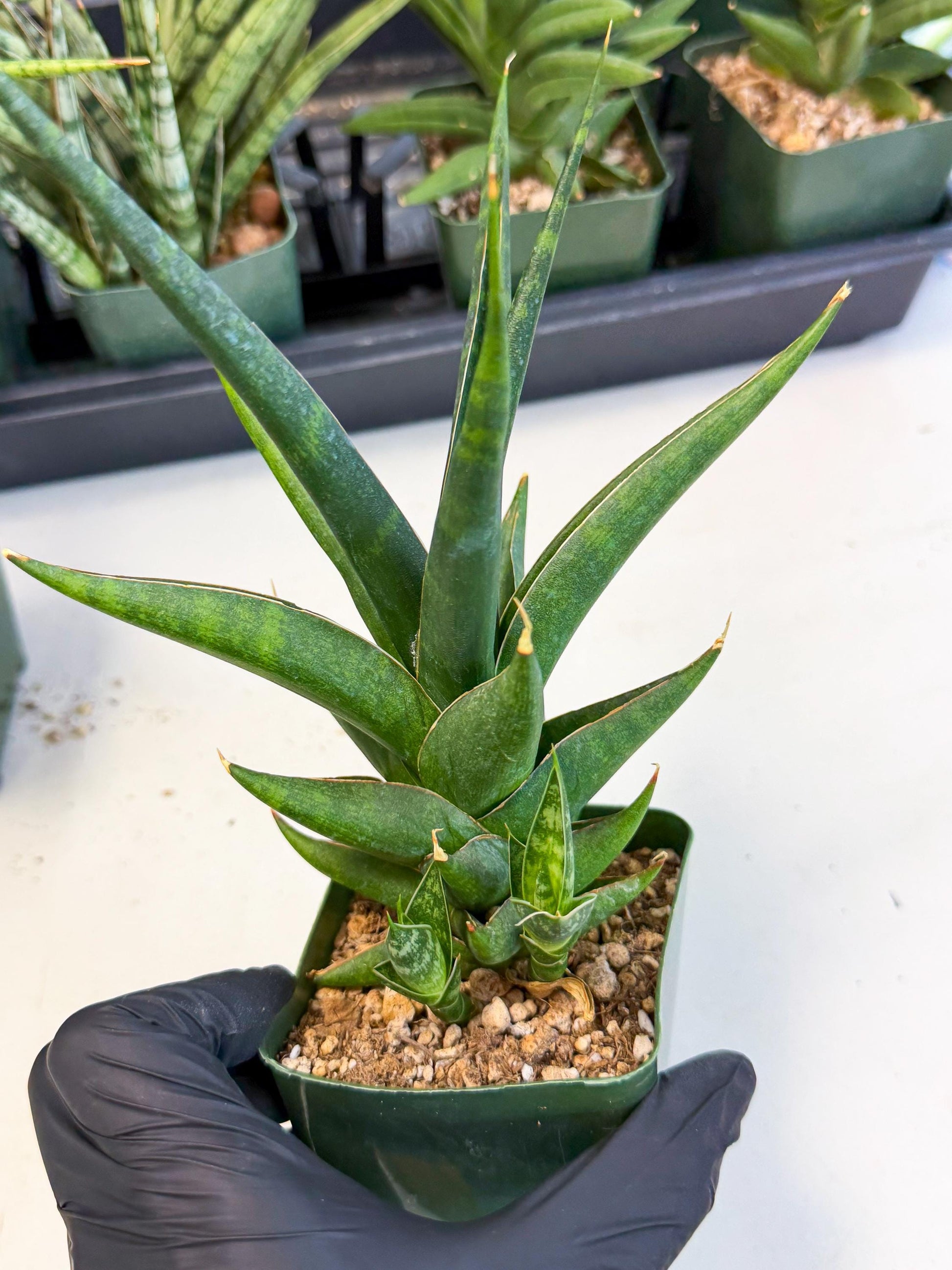 Sansevieria Prabu (xl2) (b) | Rare Snake Plant