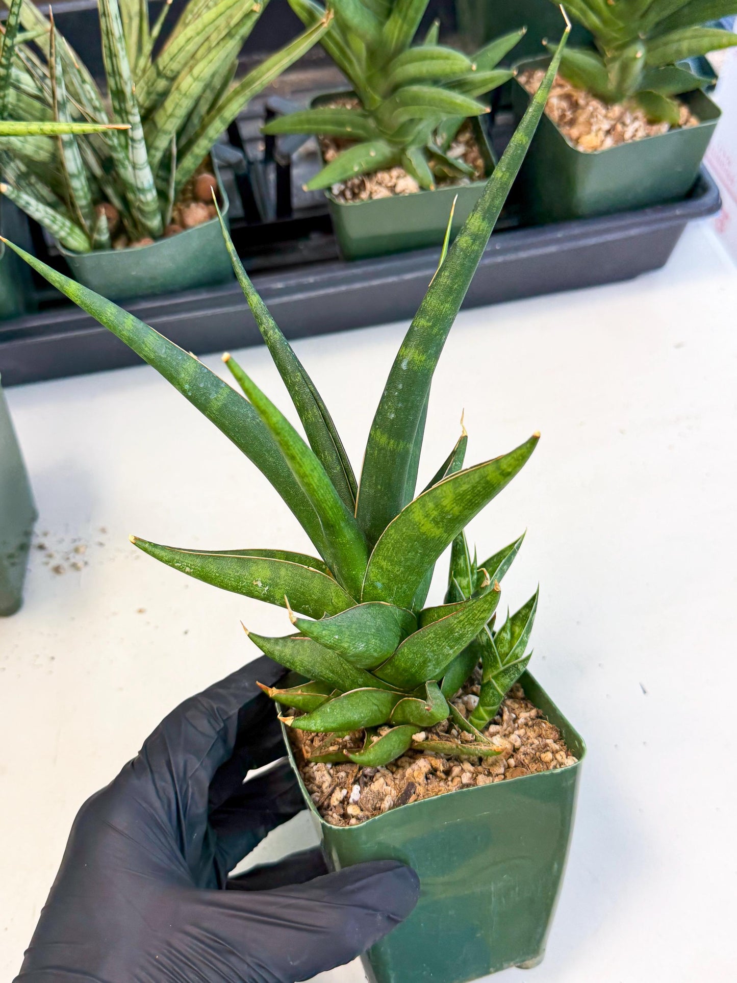Sansevieria Prabu (xl2) (b) | Rare Snake Plant
