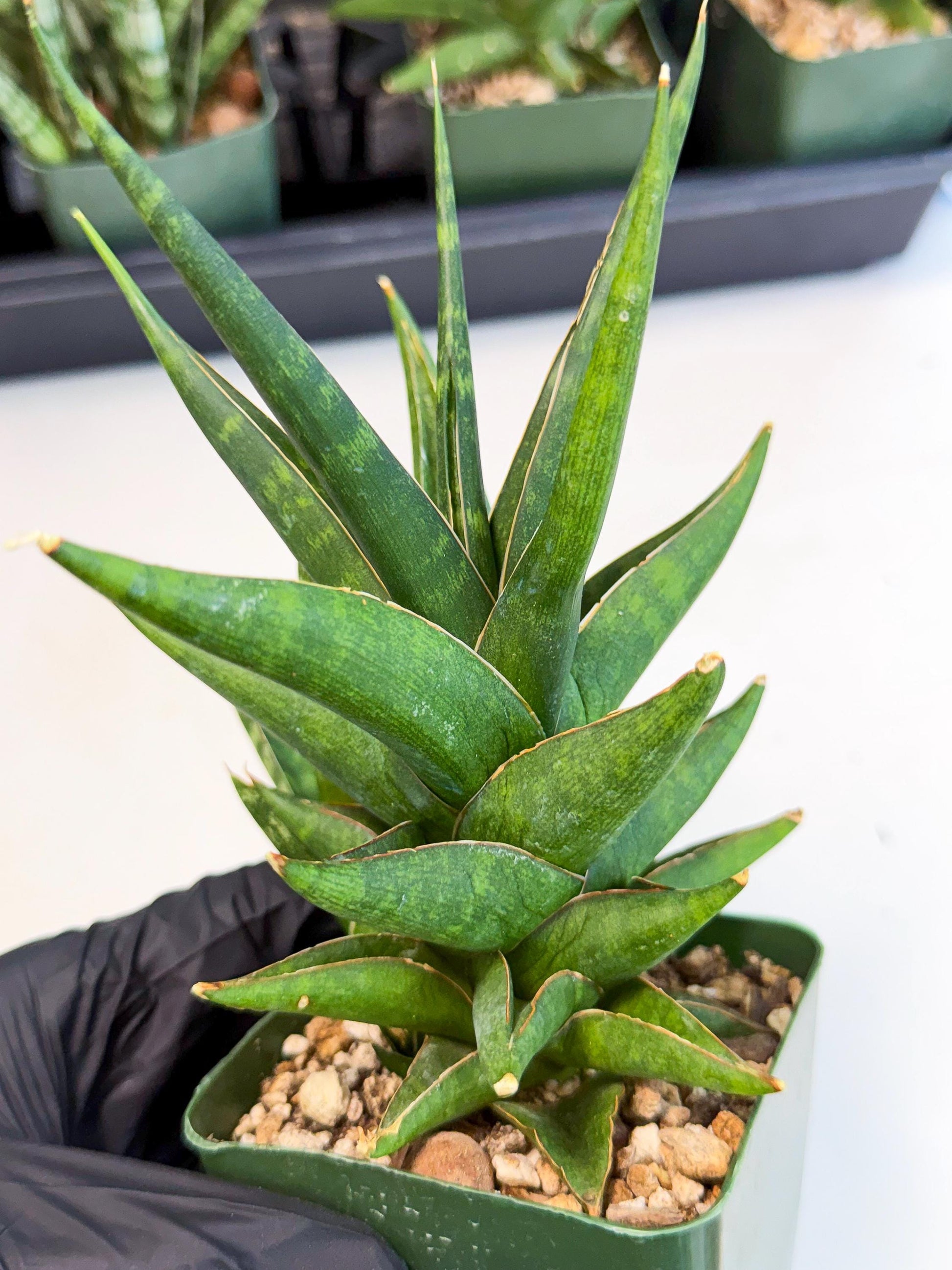 Sansevieria Prabu (xl2) (o) | Rare Snake Plant