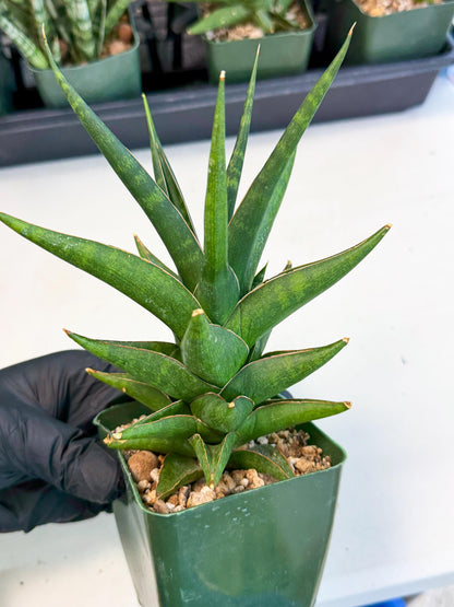 Sansevieria Prabu (xl2) (o) | Rare Snake Plant