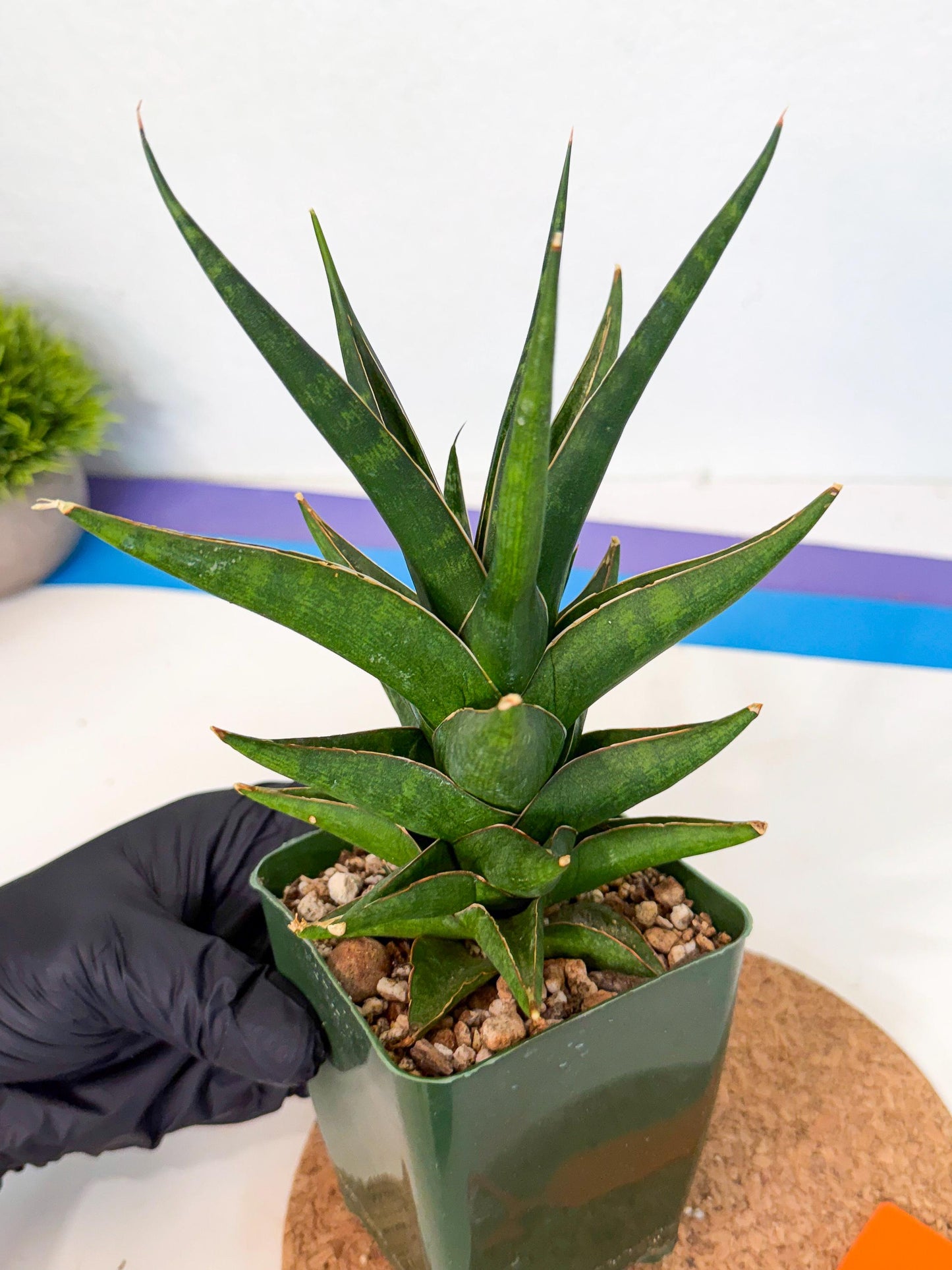 Sansevieria Prabu (xl2) (o) | Rare Snake Plant