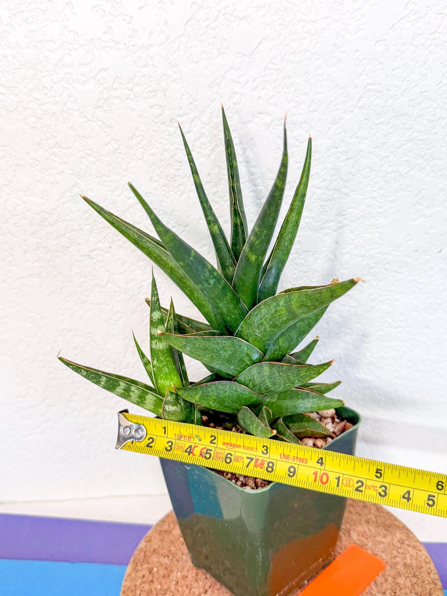 Sansevieria Prabu (xl2) (o) | Rare Snake Plant