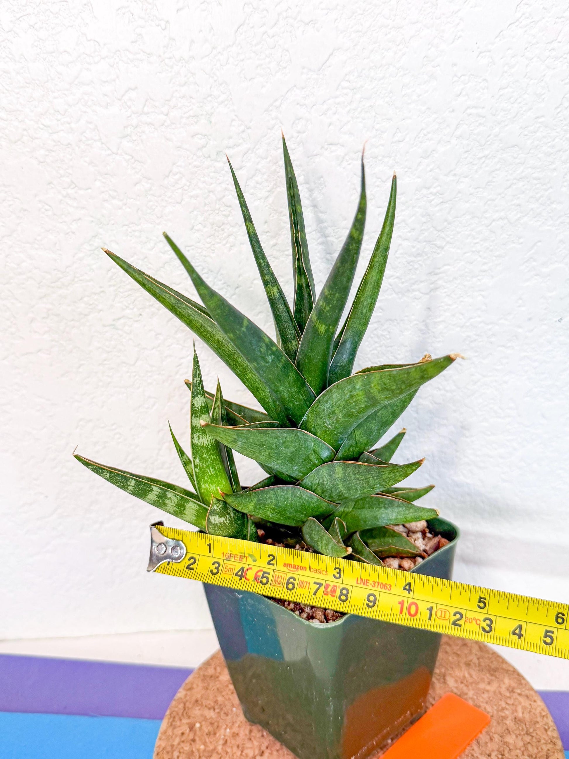Sansevieria Prabu (xl2) (o) | Rare Snake Plant