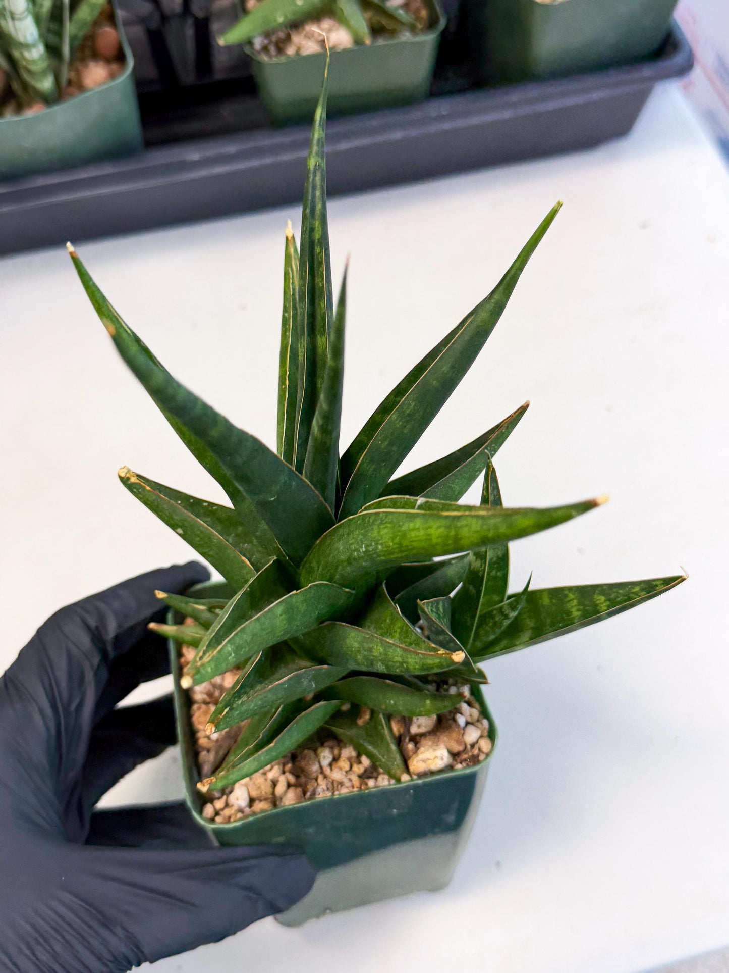 Sansevieria Prabu (xl2) (o) | Rare Snake Plant