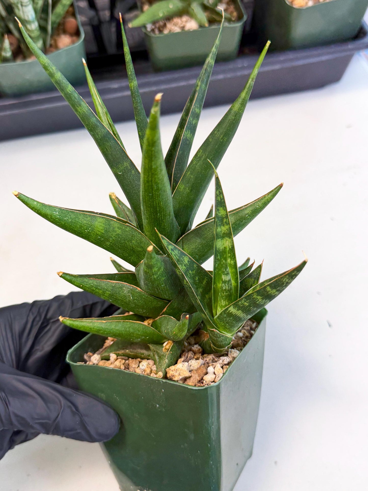 Sansevieria Prabu (xl2) (o) | Rare Snake Plant