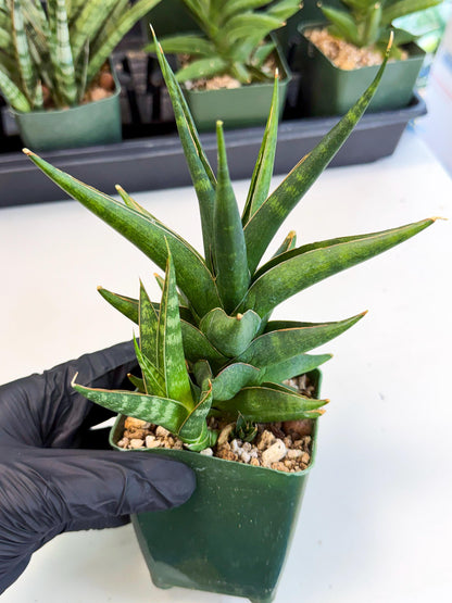 Sansevieria Prabu (xl2) (o) | Rare Snake Plant