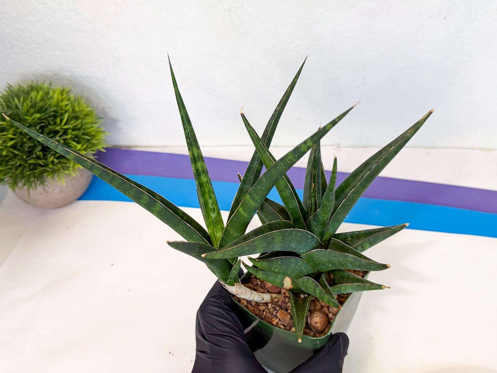 Sansevieria Prabu (xl2) (g) | Rare Snake Plant