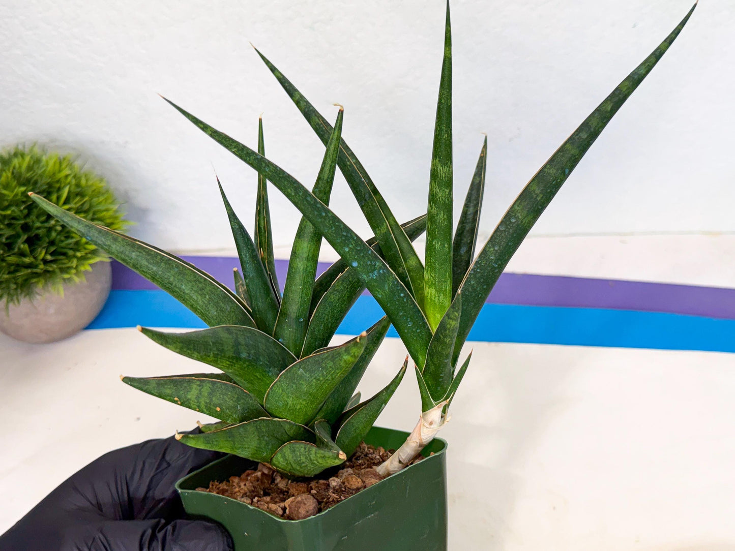Sansevieria Prabu (xl2) (g) | Rare Snake Plant