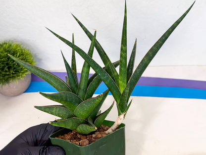 Sansevieria Prabu (xl2) (g) | Rare Snake Plant