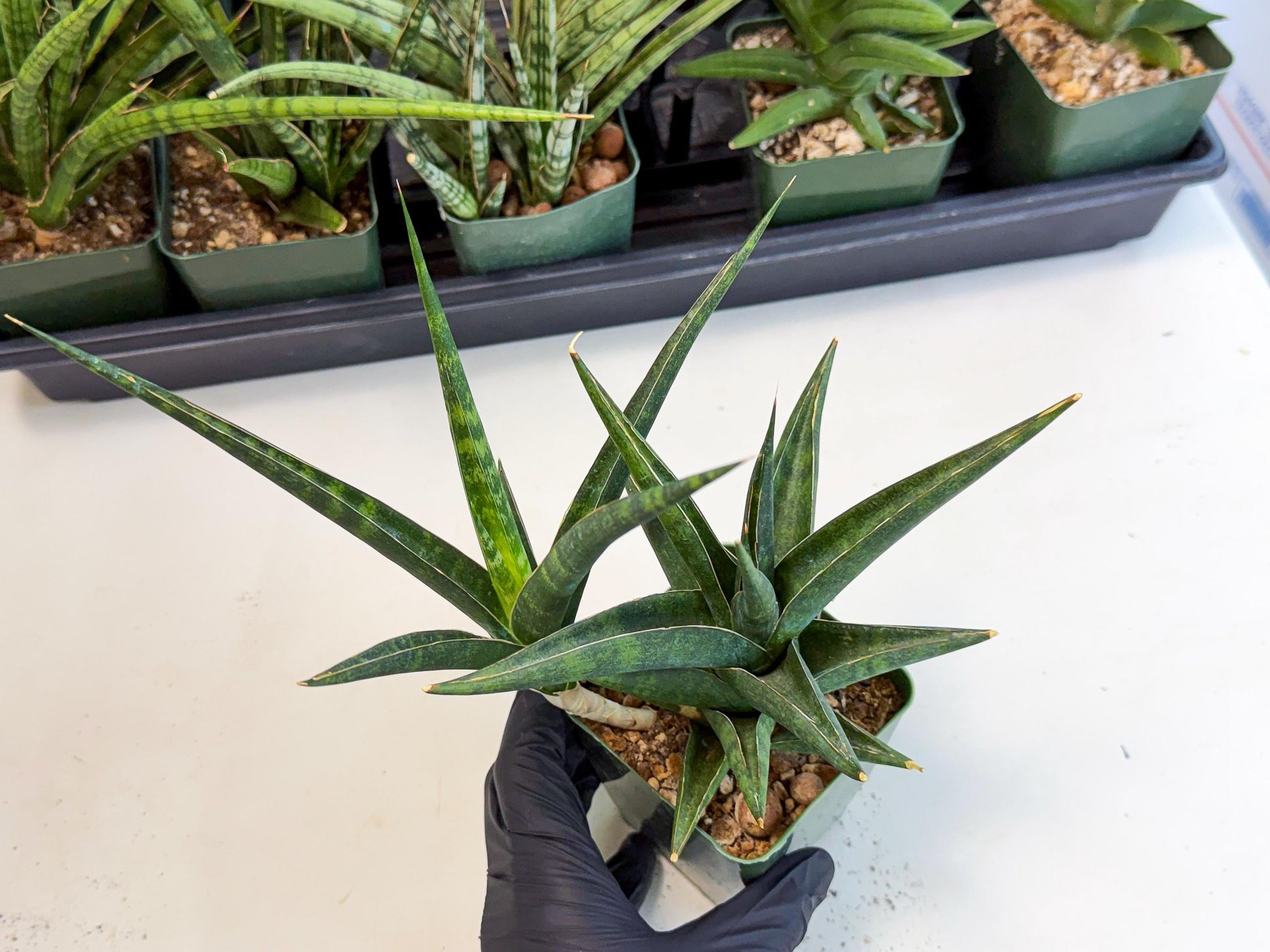 Sansevieria Prabu (xl2) (g) | Rare Snake Plant