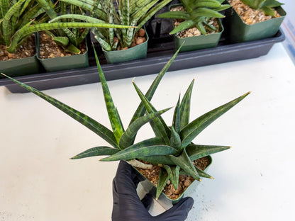 Sansevieria Prabu (xl2) (g) | Rare Snake Plant